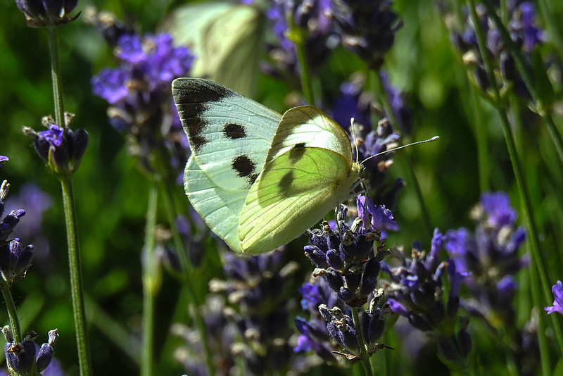 20220704 1333CPw [D~LIP] Lavendel, Gr Kohlweißling, UWZ, Bad Salzuflen