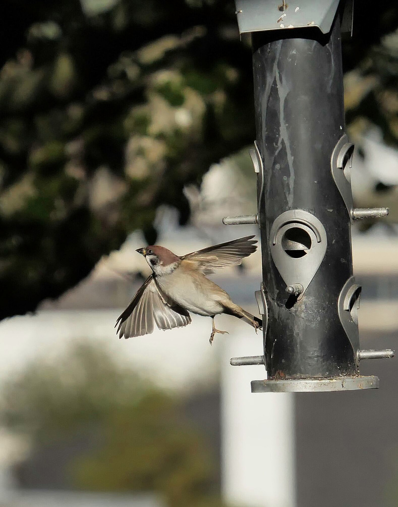 Sperling beim Abflug