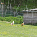 synchronized pecking (HFF)