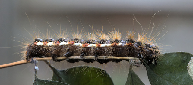 5T2A5944-CR3 DxO DeepPRIME -1Caterpillarv3