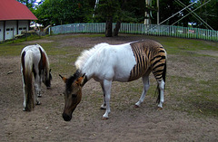 Ich heiße Eclyse     HFF