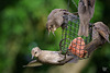 Starlings 1
