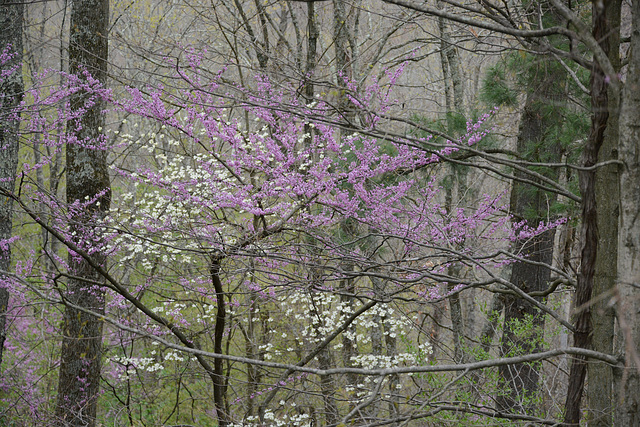 Spring comes to southeast Ohio