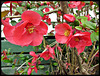 Flowering Quince.