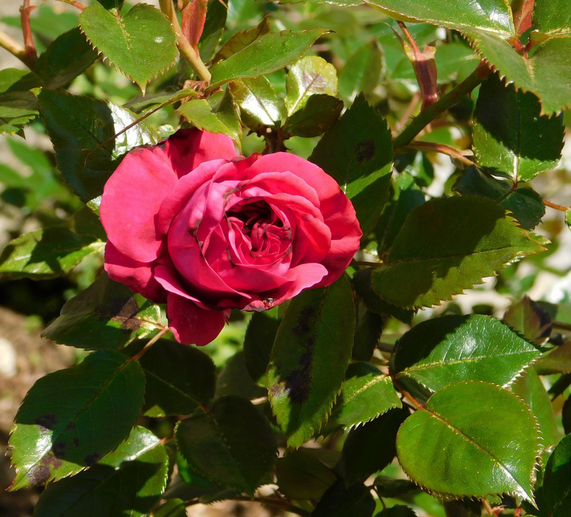 Première rose au parc...