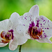 T0A7484-Phalaenopsis, les surprises du retour