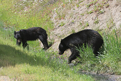 Black Bear and Cub