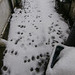 These are little paw prints of a running kitty. Pippin doesn't like snow - so runs across it as quickly as possible!!!