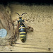 Hornet moth, Sesia apiformis
