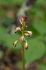 Aplectrum hyemale (Puttyroot orchid)