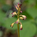 Aplectrum hyemale (Puttyroot orchid)