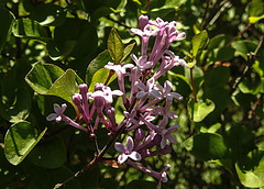 20200517 7483CPw [D~LIP] Wolliger Flieder (Syringa pubescens) [Korean lilac], UWZ, Bad Salzuflen