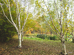 Himalayan Birch autumn colours