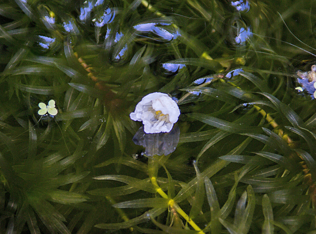 20210713 4362VRAw [D~LIP] Wasser-Pest (Egeria densa), Bad Salzuflen