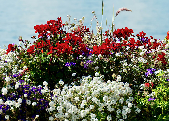 Blumenschmuck an der Seepromenade