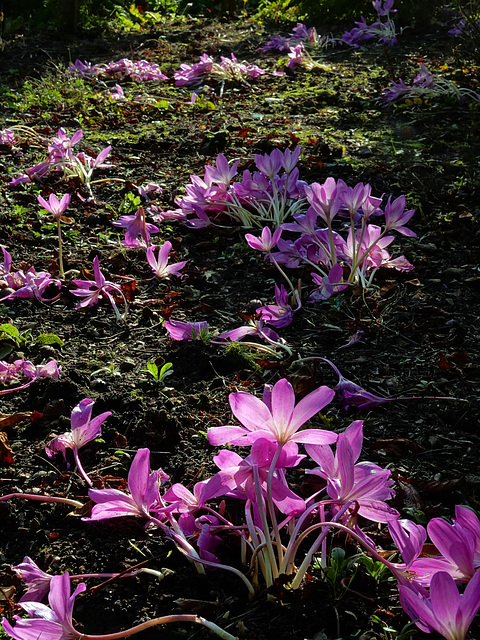 Colchicum