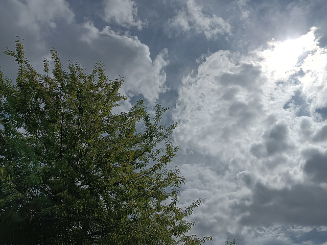 Kaffee unterm Baum