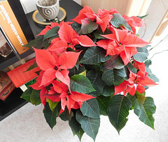 Mon Poinsettia************* Mon Poinsettia*************
