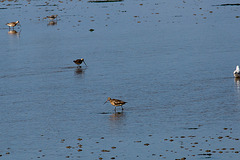 20140907 4819VRAw [NL] Pfuhlschnepfe (Limosa lapponica), Terschelling