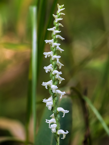 Spiranthes cernua (Nodding Ladies'-tresses orchid)