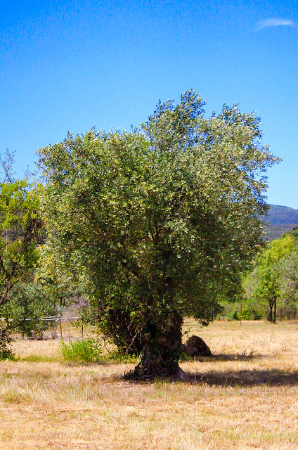 Just an Olive Tree