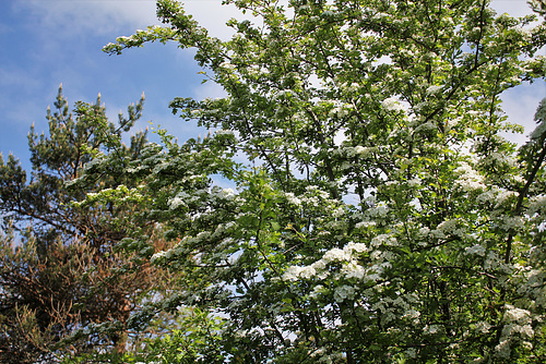 Crataegus laevigata