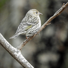 Day 8, Pine Siskin, Tadoussac