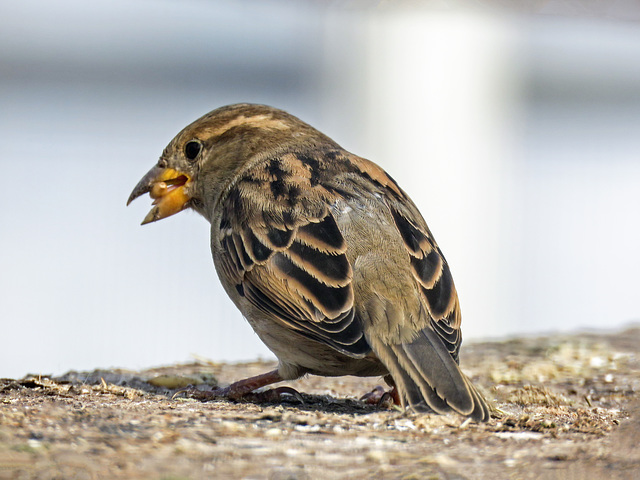 House Sparrows are beautiful