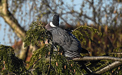 20200331 7034CPw [D~LIP] Kanadische Hemlocktanne (Tsuga canadensis), Ringeltaube (Columba palumbus), Bad Salzuflen