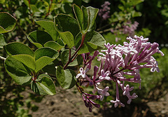 20200517 7484CPw [D~LIP] Gewöhnlicher Flieder (Syringa vulgaris), Bad Salzuflen