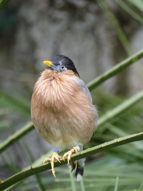 Newquay Zoo (14) - 24 September 2020