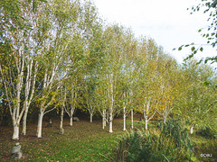 Himalayan Birch autumn colours