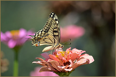Zinnia - Papilio machaon