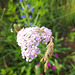 Schafgarbe (Achillea)