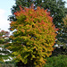 Japanese maple