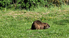 Nutria