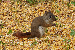 Wisconsin Squirrel