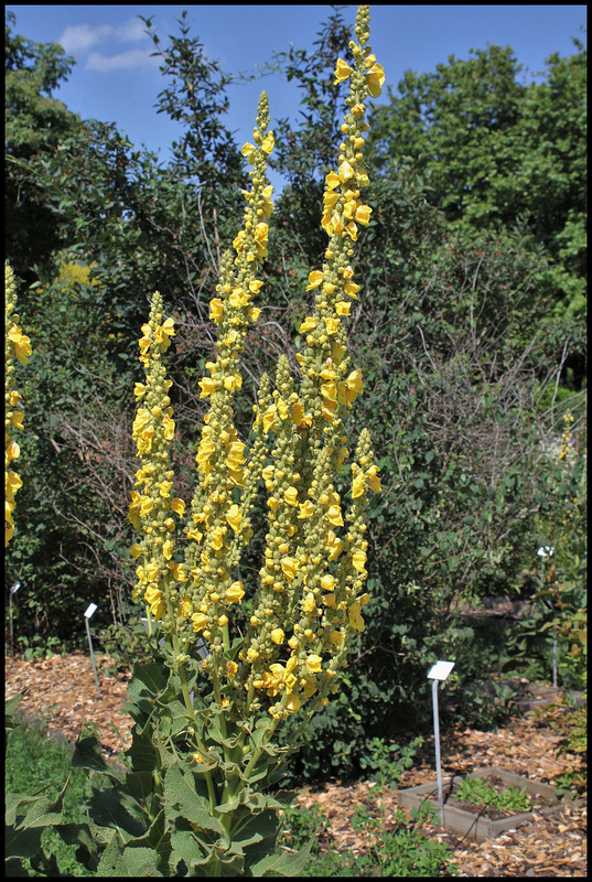 Verbascum phlomoïdes