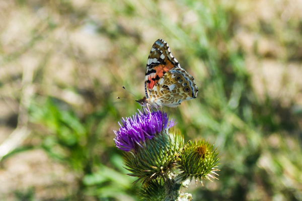 Painted Lady - DSA 0639