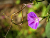 Autumnal morning glory