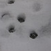 Pippin's little paw prints