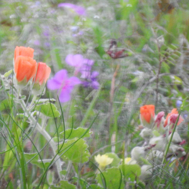 Day 2, spring colour blur, South Texas