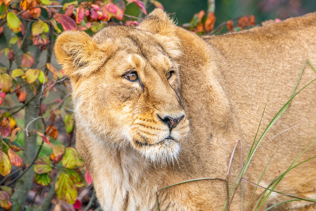 Lioness moving