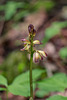Aplectrum hyemale (Puttyroot orchid)