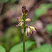 Aplectrum hyemale (Puttyroot orchid)