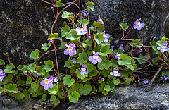 20200517 7485CPw [D~LIP] Mauer-Zimbelkraut (Cymbalaria muralis),  UWZ, Bad Salzuflen