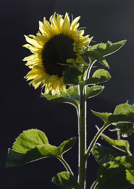 La nuit du tournesol