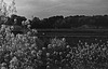 Canola flowers