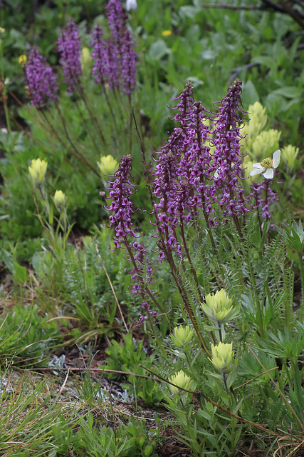 Elephant's Head Lousewort