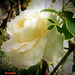 Una rosa bianca  per Franco Battiato